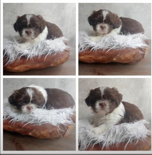 Raszuivere Shih tzu pups. nog 1 🐕🩷teefje ..mag gelijke mee, Dieren en Toebehoren, Honden | Chihuahua's en Gezelschapshonden