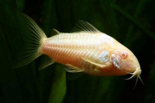 Hobbyaquarium Corydoras Albino, Dieren en Toebehoren, Vissen | Aquariumvissen, Zoetwatervis, Vis, Schoolvis