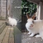 Konijnen, Dieren en Toebehoren, Konijnen, Meerdere dieren