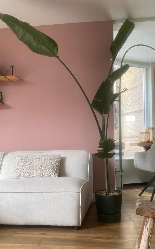 Grote Strelitzia Nicolai – 2,5 meter hoog!, Huis en Inrichting, Kamerplanten, Overige soorten, 200 cm of meer, In pot, Ophalen