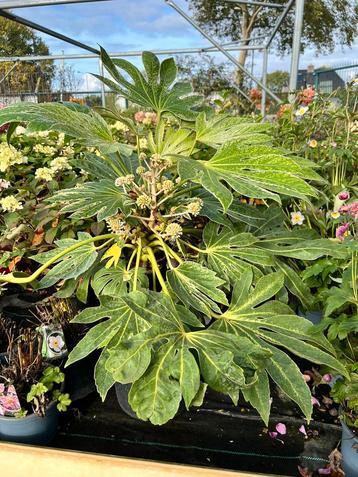 3 grote Fatsia Spiderweb met bloem, uniek in NL beschikbaar voor biedingen