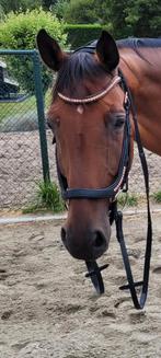 Zwart anatomisch hoofdstel, Dieren en Toebehoren, Ophalen of Verzenden, Dressuur