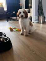 Zeldzame roodbonte Irish Doodle pups geboren!, Dieren en Toebehoren, Honden | Setters en Staande honden, Nederland, Rabiës (hondsdolheid)