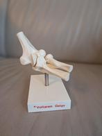 anatomische model van het ellebooggewricht, Ophalen of Verzenden, Zo goed als nieuw