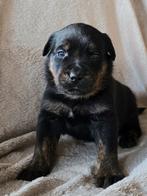 Labrador/ rotweiler kruising, Overige rassen, 8 tot 15 weken, Meerdere, Meerdere dieren