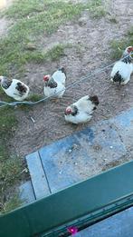 Wyandot kippen, Dieren en Toebehoren, Vrouwelijk, Kip