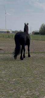 Friese stamboek merrie van 18 jaar, Dieren en Toebehoren, Paarden, Merrie, Gechipt, Dressuurpaard, L