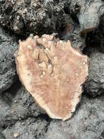 Unieke vormen hout eik iep olijf wortel noten taxus kastanje, Ophalen, Nieuw