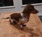 Mooie choco tan piebald teckel dekreu, Dieren en Toebehoren, Rabiës (hondsdolheid), Reu, 1 tot 2 jaar, Eén hond