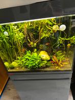 Eheim incpiria 230 aquarium, Dieren en Toebehoren, Vissen | Aquaria en Toebehoren, Ophalen, Zo goed als nieuw, Gevuld zoetwateraquarium