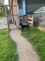 Zwarte x mechelse/hollandse herder, 1 tot 2 jaar, Teef, Eén hond, Herder