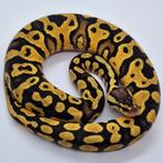 0.1 Pastel Yellowbelly 100% dubbel het Albino/Clown, Slang