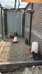 Koppel kippen, Dieren en Toebehoren, Vrouwelijk, Kip