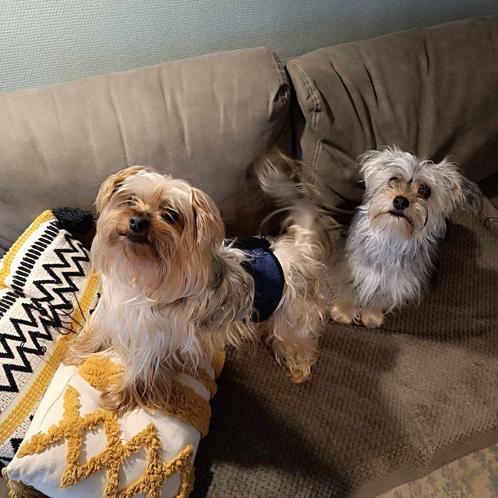 2 Yorkshire terrier hondjes te koop, Dieren en Toebehoren, Honden | Jack Russells en Terriërs, Meerdere dieren, Yorkshire Terriër