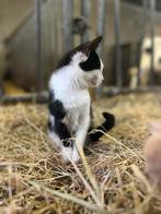 Lieve sociale kitten (kater), Dieren en Toebehoren, Katten en Kittens | Raskatten | Korthaar, Meerdere dieren, Ontwormd, 0 tot 2 jaar
