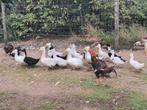 Te koop oud hollandse kuifeenden, Meerdere dieren, Eend