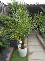 phoenix palm, Volle zon, Vaste plant, Bloeit niet, Ophalen
