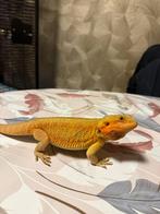 Baardagaam, Hagedis, 0 tot 2 jaar