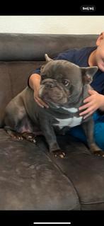 Franse Bulldog blauwe teefje, Dieren en Toebehoren, 6 jaar of ouder, Rabiës (hondsdolheid), Teef, Bulldog