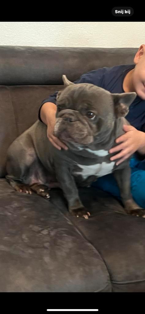 Franse Bulldog blauwe teefje, Dieren en Toebehoren, Honden | Bulldogs, Pinschers en Molossers, Teef, Bulldog, Particulier, Meerdere