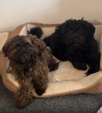 Mini doodles te koop, Dieren en Toebehoren, Honden | Chihuahua's en Gezelschapshonden, Rabiës (hondsdolheid), 15 weken tot 1 jaar