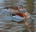 Span roodschouder talingen, Meerdere dieren, Eend