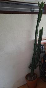 Euphorbia Cactus 2,5m Cowboy cactus Cowboycactus, Huis en Inrichting, Kamerplanten, Ophalen, Cactus, Volle zon, Minder dan 100 cm