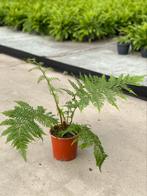 Boomvaren Cyathea brownii vers van de kweker, Tuin en Terras, Planten | Tuinplanten, Varens, Halfschaduw, Vaste plant, Verzenden