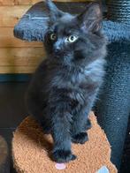 Raszuivere Maine coons, Dieren en Toebehoren, Poes, Ontwormd