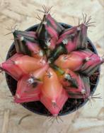 Cactus Gymnocalycium Mihanovichii p7 (2), Huis en Inrichting, Kamerplanten, Ophalen of Verzenden, Cactus, Volle zon, Minder dan 100 cm