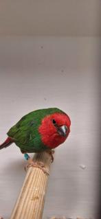 Tk mooie tropen zitten allemaal koud de meeste geringd, Meerdere dieren, Tropenvogel, Geringd