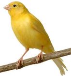 Te koop ; Forse , Intens gele mooie Man, Dieren en Toebehoren, Vogels | Kanaries, Mannelijk, Kleurkanarie
