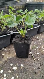 Aardbeien plantjes aardbeienplanten aardbei korona plant, Volle zon, Vaste plant, Ophalen of Verzenden, Fruitplanten