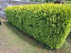 Mooie groene haag conifeer, coniferenhaag 5 meter, Ophalen, Conifeer, Haag, 100 tot 250 cm