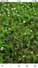 Leptinella squalida oftewel koperknoopje, Tuin en Terras, Planten | Tuinplanten, Halfschaduw, Zomer, Vaste plant, Bodembedekkers