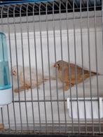 2 koppels zebravinken, Dieren en Toebehoren, Vogels | Kanaries, Meerdere dieren, Postuurkanarie