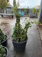 Toscaanse jasmijnen wit hoog 110/120 zeer nette kwaliteit, Tuin en Terras, Ophalen, Volle zon, Vaste plant, Klimplanten