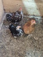 Mooi trio cochin kriel., Dieren en Toebehoren, Pluimvee, Meerdere dieren, Kip