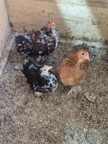 Mooi trio cochin kriel. beschikbaar voor biedingen