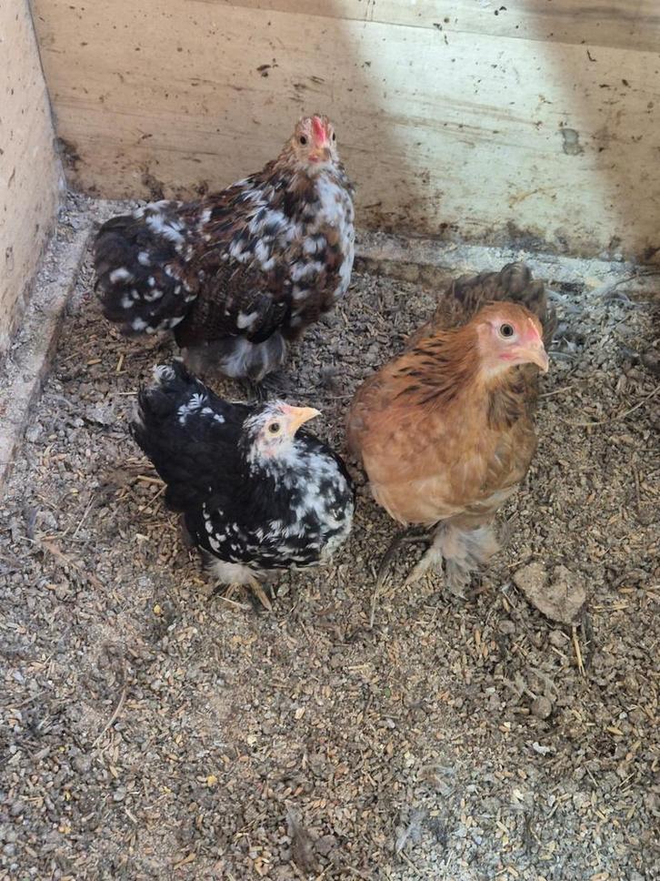 Mooi trio cochin kriel., Dieren en Toebehoren, Pluimvee, Kip, Meerdere dieren