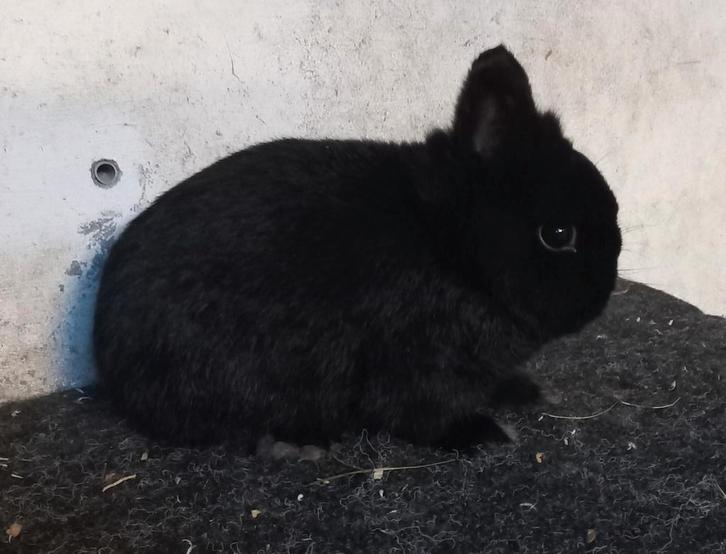Kleurdwerg, Dieren en Toebehoren, Konijnen, Dwerg, Vrouwelijk
