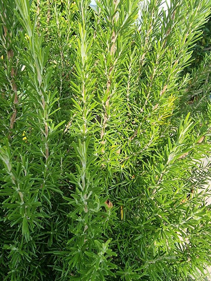 Rozemarijn takken om eventueel te drogen of vers gebruiken, Tuin en Terras, Planten | Tuinplanten, Vaste plant, Kruiden, Volle zon