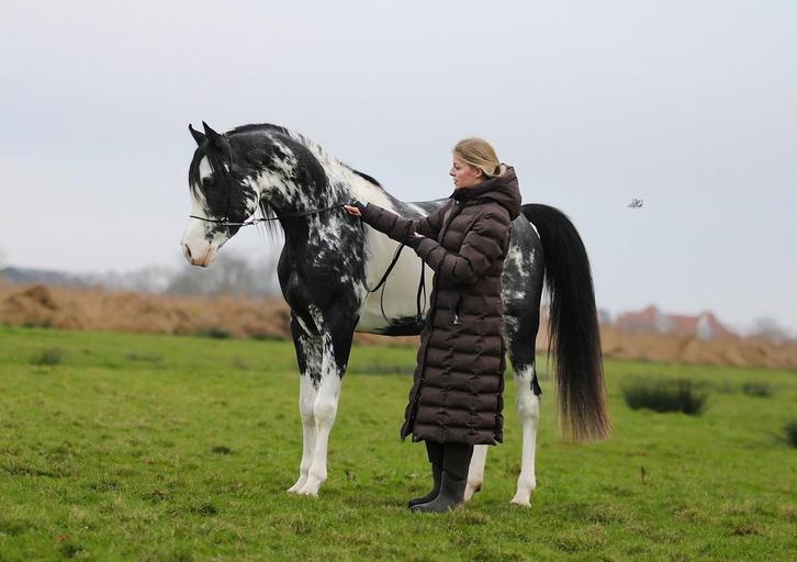 Arabische DW19 hengst, Dieren en Toebehoren, Paarden en Pony's | Dekhengsten en Fokmerries, Hengst