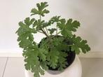 Citroengeranium, Huis en Inrichting, Kamerplanten, Overige soorten, Minder dan 100 cm, Halfschaduw, Ophalen