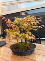 Pre bonsai Arcer japonicum bosje van 3, Ophalen of Verzenden, Volle zon, Overige soorten, Minder dan 100 cm