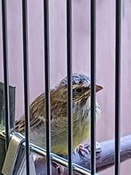 Mozambiquesijzen, Geslacht onbekend, Tropenvogel, Geringd