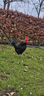 Haan gratis ophalen, Dieren en Toebehoren, Pluimvee, Mannelijk, Kip