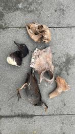 Opgezette dieren taxidermie mancave, Verzamelen, Ophalen of Verzenden, Zo goed als nieuw, Wild dier, Opgezet dier