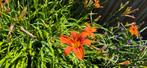 TE RUIL: mooi tuinplant Hemerocallis, Ophalen, Zomer, Overige soorten, Volle zon
