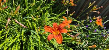 TE RUIL: mooi tuinplant Hemerocallis beschikbaar voor biedingen